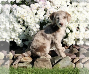 Labradoodle Puppy for sale in FREDERICKSBURG, OH, USA