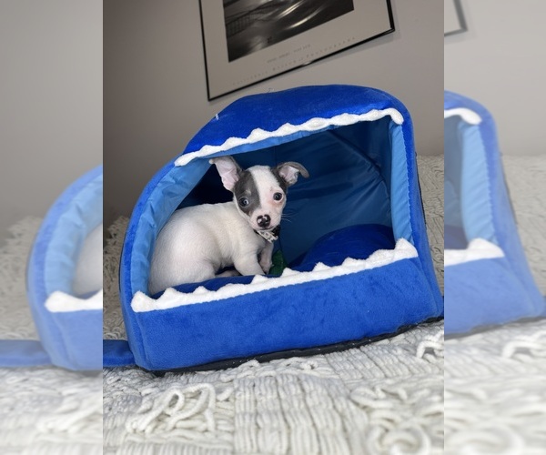 Medium Photo #8 Chihuahua Puppy For Sale in CHARLOTTE, NC, USA