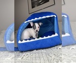 Small #7 Chihuahua