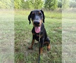 Small #7 Doberman Pinscher
