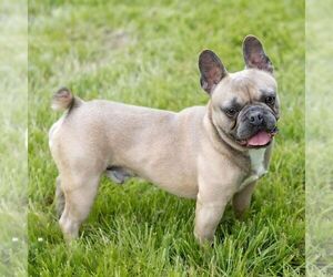 Father of the French Bulldog puppies born on 05/27/2025