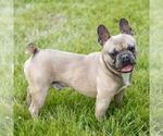 Small Photo #1 French Bulldog Puppy For Sale in CAMPBELL HILL, IL, USA