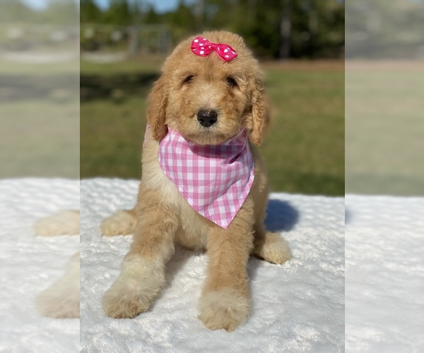 Medium Photo #2 Goldendoodle Puppy For Sale in FROSTPROOF, FL, USA