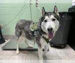 Small Siberian Husky Mix