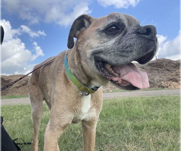 Medium Photo #2 Boxer Puppy For Sale in Austin, TX, USA