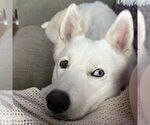 Small #17 Huskies  Mix