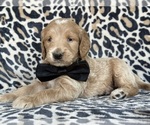 Small #1 Goldendoodle