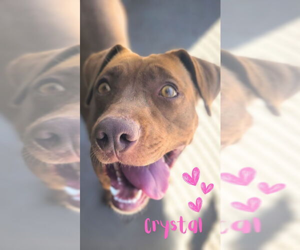 Medium Photo #16 American Pit Bull Terrier-American Staffordshire Terrier Mix Puppy For Sale in Monte Vista, CO, USA