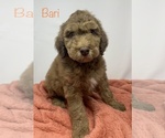 Small Photo #4 Bernese Mountain Dog-Doodle Mix Puppy For Sale in CALHOUN, GA, USA