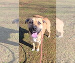 Small #6 Black Mouth Cur Mix
