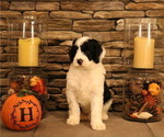 Small Photo #37 Old English Sheepdog Puppy For Sale in STANLEY, VA, USA