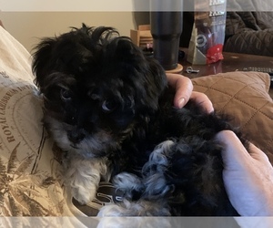 Havanese Puppy for sale in KODAK, TN, USA
