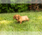 Small #8 Dachshund