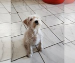 Small Photo #1 Schnauzer (Miniature) Puppy For Sale in GRAND RAPIDS, MI, USA