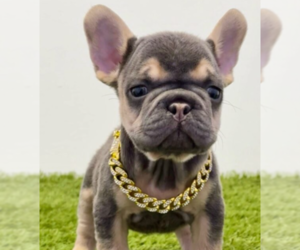 French Bulldog Puppy for sale in SANTA MONICA, CA, USA