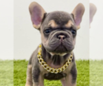 Small French Bulldog