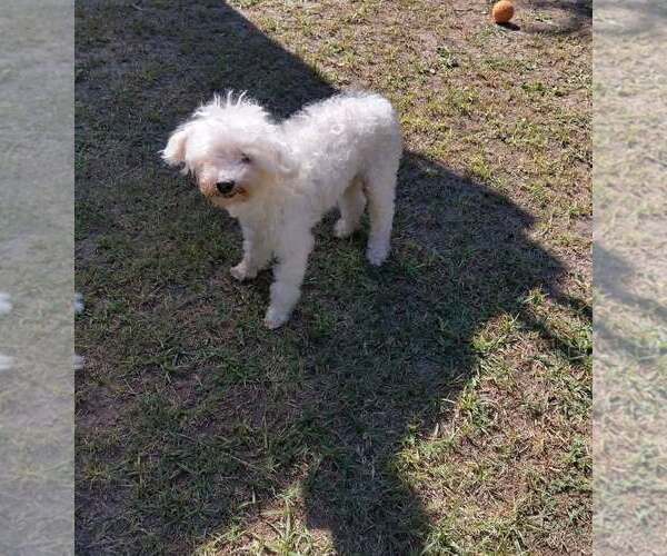 Medium Photo #3 Mutt Puppy For Sale in Dallas, TX, USA