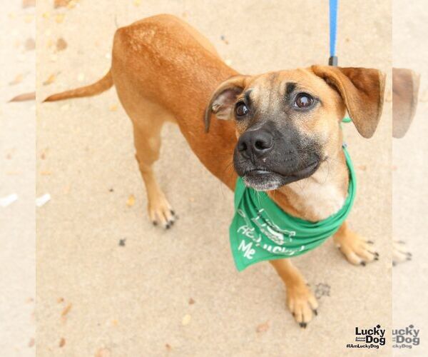 Medium Photo #5 Feist Terrier-Labrador Retriever Mix Puppy For Sale in Washington, DC, USA