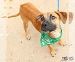 Small #4 Feist Terrier-Labrador Retriever Mix