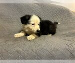 Small Photo #9 German Shepherd Dog Puppy For Sale in LOGAN, OH, USA