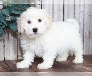 Zuchon Puppy for sale in MOUNT VERNON, OH, USA