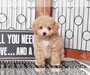 Poochon Puppy for sale in NAPLES, FL, USA