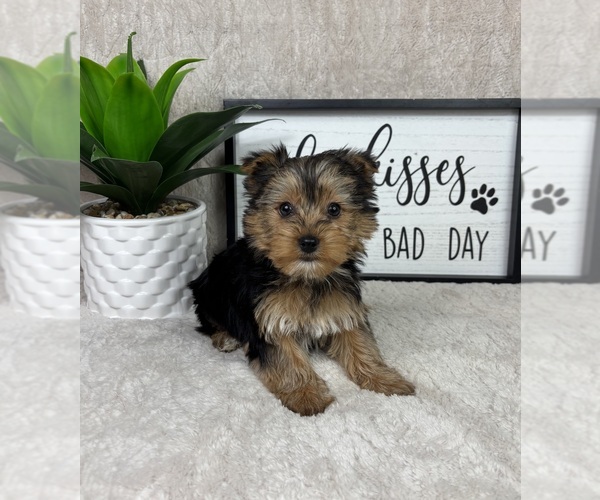Medium Photo #2 Yorkshire Terrier Puppy For Sale in FRANKLIN, IN, USA