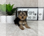 Small #1 Yorkshire Terrier