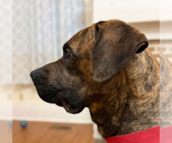 Medium Photo #3 Brazilian Mastiff-Dogue de Bordeaux Mix Puppy For Sale in Jasper, AL, USA