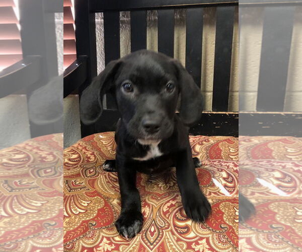 Medium Photo #1 German Shorthaired Lab Puppy For Sale in Amarillo, TX, USA