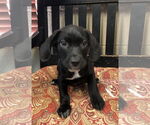 Small German Shorthaired Lab