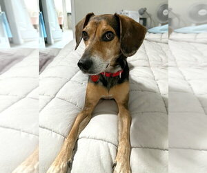 American Foxhound-Beagle Mix Dogs for adoption in Dunnellon, FL, USA