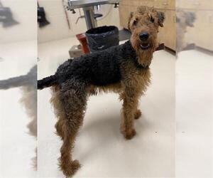 Airedale Terrier Dogs for adoption in Center Township, PA, USA