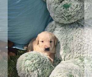 Golden Retriever Puppy for sale in RIGA, MI, USA