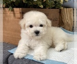 Small Photo #1 Poodle (Toy) Puppy For Sale in SAN FRANCISCO, CA, USA