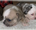 Small Photo #4 French Bulldog Puppy For Sale in KENDALL PARK, NJ, USA