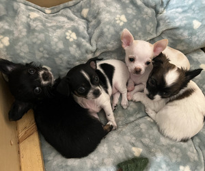 Chihuahua Puppy for sale in WEST BOYLSTON, MA, USA