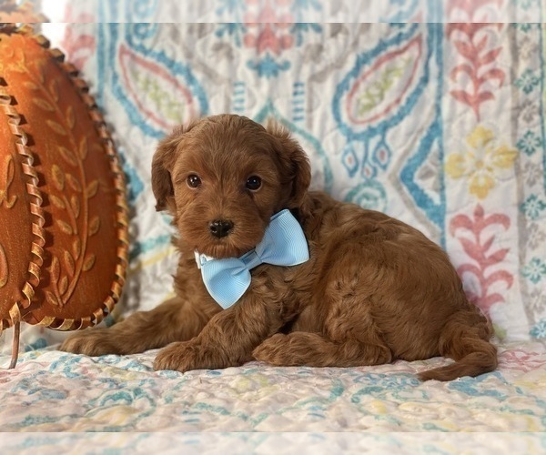 Medium Photo #2 Cavapoo Puppy For Sale in LANCASTER, PA, USA