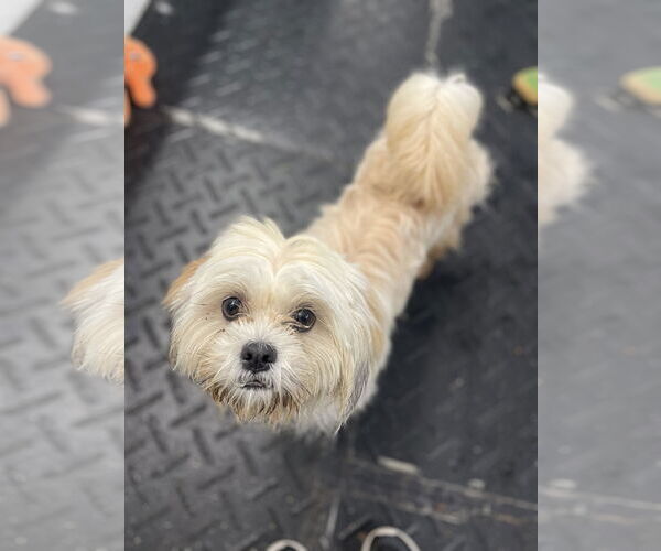 Medium Photo #2 Lhasa Apso Puppy For Sale in Pottstown, PA, USA