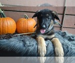 Small Photo #8 German Shepherd Dog Puppy For Sale in HONEY BROOK, PA, USA