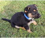 Small #3 Mutt
