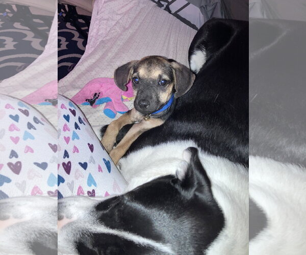 Medium Photo #3 German Shepherd Dog-Unknown Mix Puppy For Sale in The Woodlands, TX, USA