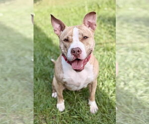 Mutt Dogs for adoption in Manahawkin, NJ, USA