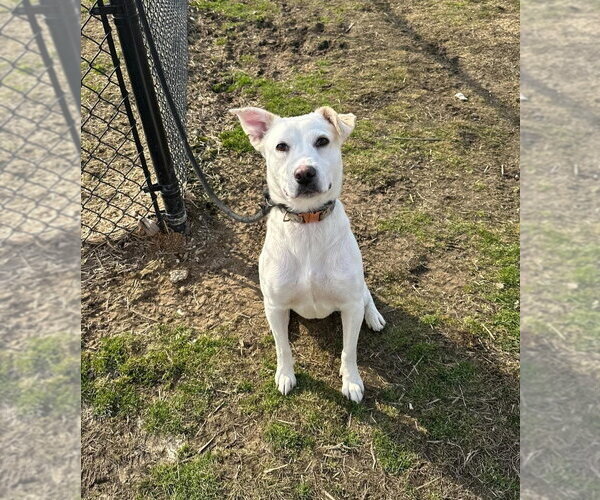 Medium Photo #2 Mutt Puppy For Sale in Evansville, IN, USA