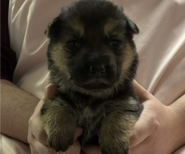 Medium Photo #6 German Shepherd Dog Puppy For Sale in SACRAMENTO, CA, USA