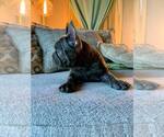 Puppy 3 French Bulldog