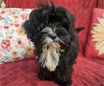 Small #2 Shorkie Tzu