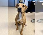Small #1 American Pit Bull Terrier Mix