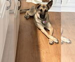 Small #4 German Shepherd Dog