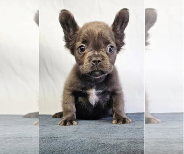 Medium Photo #2 French Bulldog Puppy For Sale in CINCINNATI, OH, USA